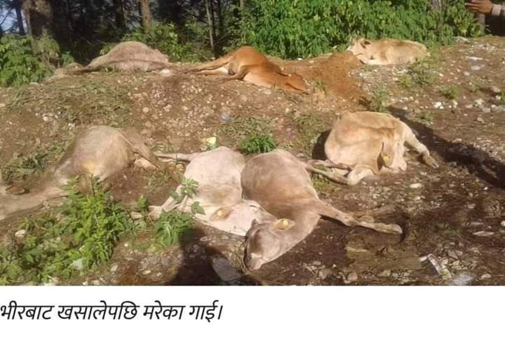 ३०० गाई भिर बाट खसाल्ने को हुन? नालिबेली सहित ..
