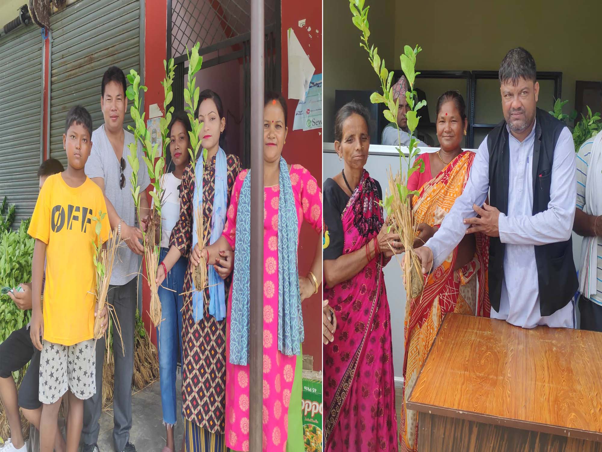 लम्कीचुहा नगरपालिकाद्धारा प्रत्येक घरधुरी लाई विरुवा वितरण 