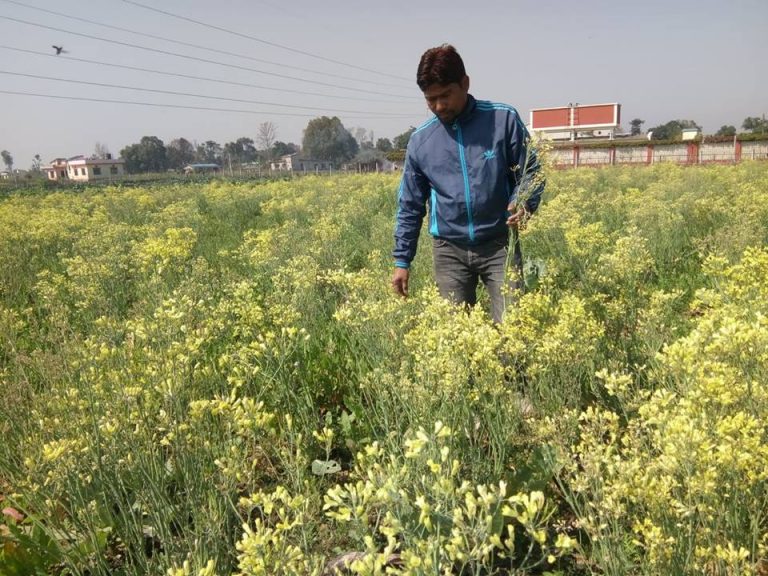 बजार नपाउँदा बारीमै फूल्यो गोभी
