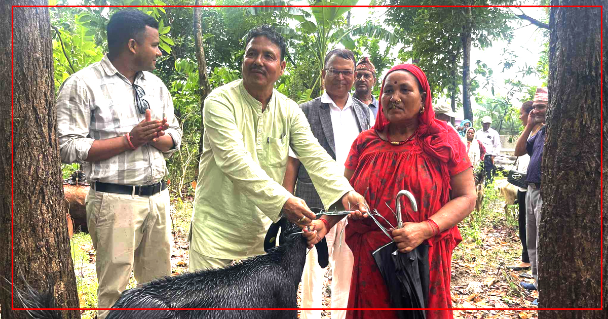 मोहनलाल वनद्धारा आफ्ना उपभोक्तालाई बाख्रा वितरण 