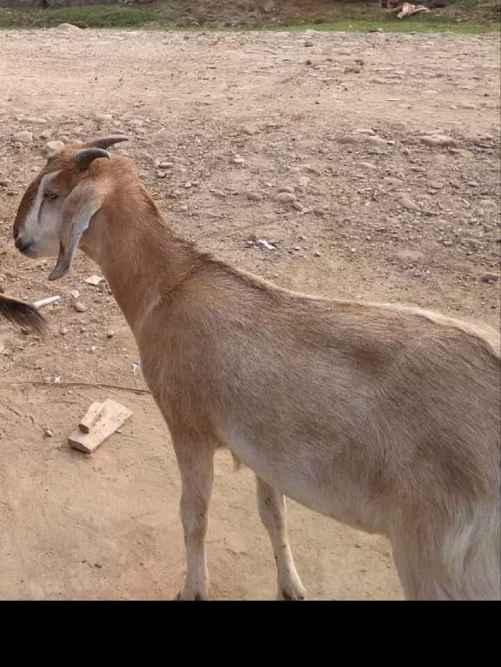 १४ हजारको खसी लगेर जंगलमा भोज गर्दै उपभोक्ता समिती गठन