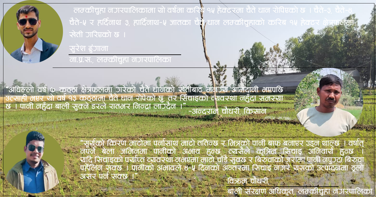 चैते धान खेतीले लम्कीचुहामा जगाएको आशा : सिचाइको अभावले टुट्दै किसानको भरोसा