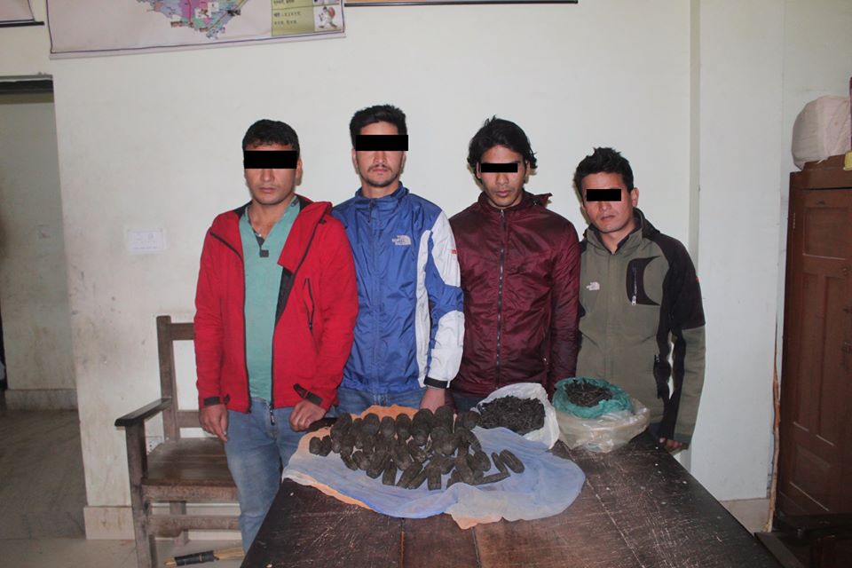 कैलालीको गोदावरी नगरपालिकाममा  ७ के.जी चरेश सहित ४ जना पक्राउ