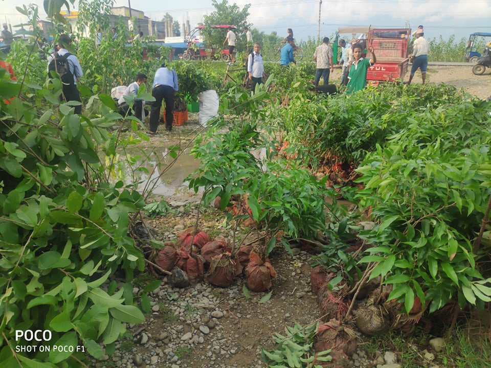 लम्कीचुहा नगरपालिकाद्धारा विद्यालय लाई २१ सय विरुवा हस्तान्तरण