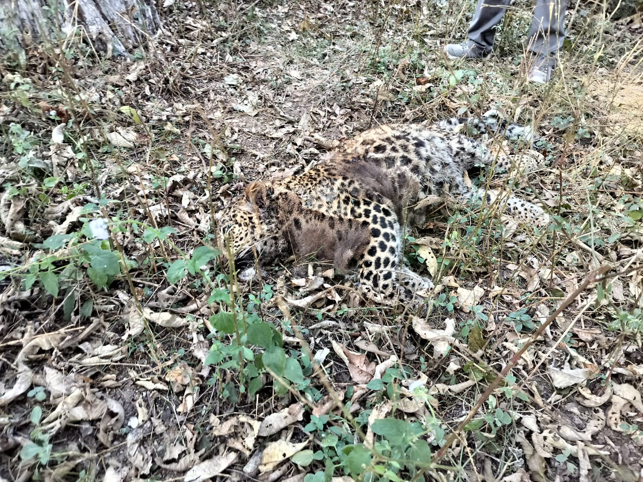 कैलालीको सामुदायिक वनमा मृत  चितुवा फेला